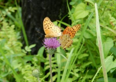「　秋をさがしに　自然教育園　ちょこっと　さんぽ　」　2024