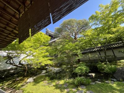 新緑の京都を堪能（１日目） ・・ 寺社巡りと祇園で湯豆腐