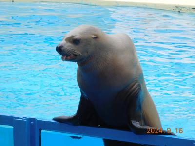 伊豆旅行２日目☆長浜城と三津シーで遊ぼう！