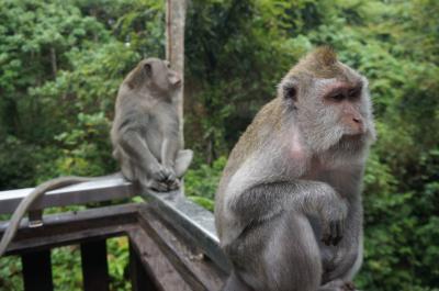 のんびり癒旅　その2.ウブド前半