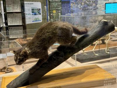 再びヤマネコが見られた9月の連休西表島