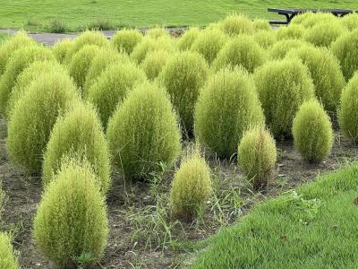 温泉目的ののんびり旅？