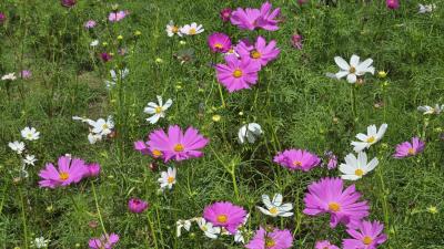 2024年9月25日～昭和記念公園のコスモス、曼珠沙華、殿ヶ谷戸庭園の秋の七草、ホテル日航立川泊