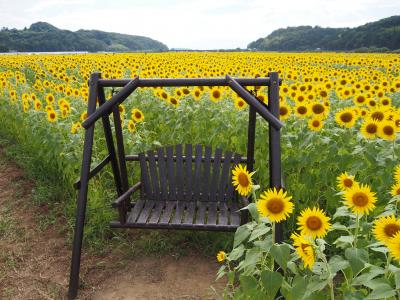 益子のひまわり畑を見に行くなどの、お盆前後のお出かけの記録