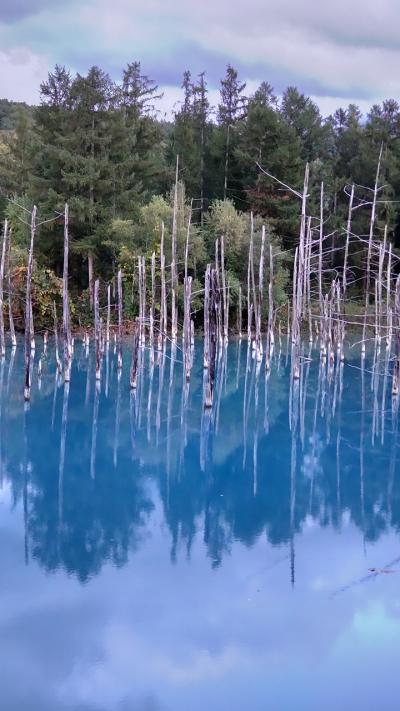 念願の北海道、青い池へ。