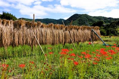 秋色の秩父・寺坂棚田と彼岸花、そして3か所の札所に立ち寄りました