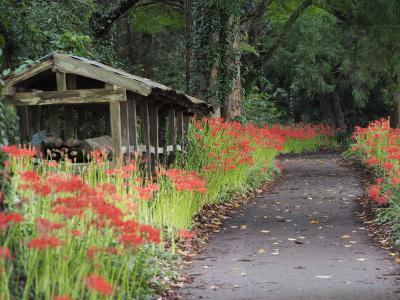 やっと涼しくなったから秋の花撮り