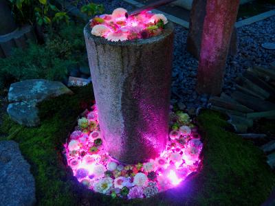 行田市 花手水Weekのライトアップイベント「希望の光」