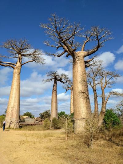 アフリカ最大の島　マダガスカル13日間　バオバブとキツネザルを見に行こう！ ＃1