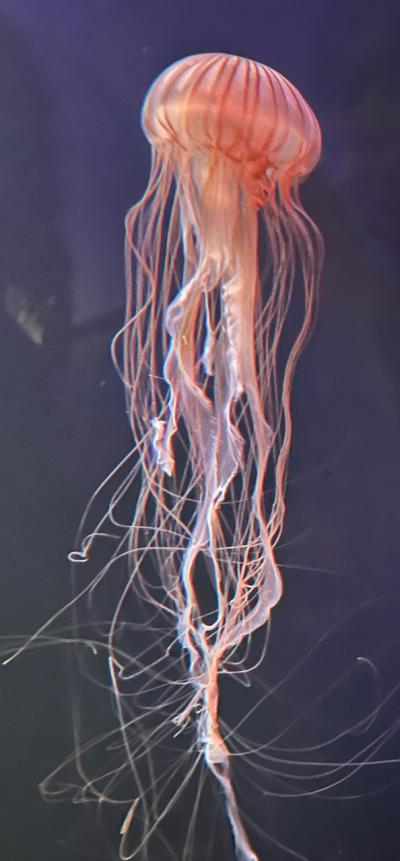 ⑪マダムの暮らすように旅する福岡9月　日帰りミステリーバスツアーの３　九十九島水族館海きらら