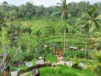初バリ島2 ウブドの奥地のエレファントサファリで象に乗る→ライステラス散策
