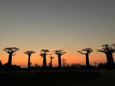 バオバブが見たい！５連休でマダガスカル一人旅：出発～ムルンダヴァ編