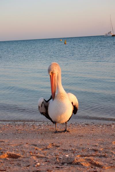 2024年、5年ぶりの西オーストラリア 6 【5日目】