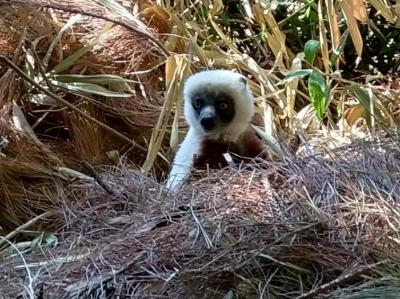 アフリカ最大の島 マダガスカル13日間 バオバブとキツネザルを見に行こう！　＃3