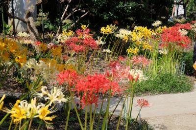 2024年の彼岸花を楽しむ♪　～花の寺円照寺～