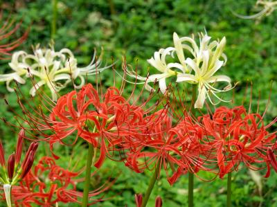 府中郷土の森・曼殊沙華まつり