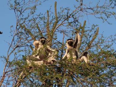 アフリカ最大の島 マダガスカル13日間 バオバブとキツネザルを見に行こう！ ＃4