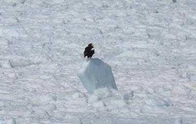 冬の道東ドライブ④息をのむ絶景!流氷と野生動物