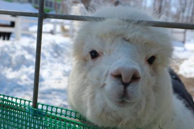 冬の道東ドライブ⑤モフモフ!美瑛のアルパカ牧場