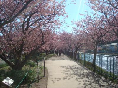 河津桜まつり。雨天では満足できず、晴れた翌日にも行きました。