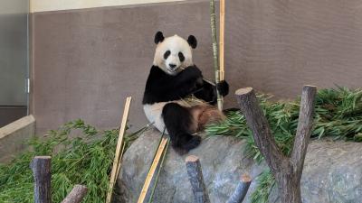 2024和歌山その２　サンゴとパンダと高野山