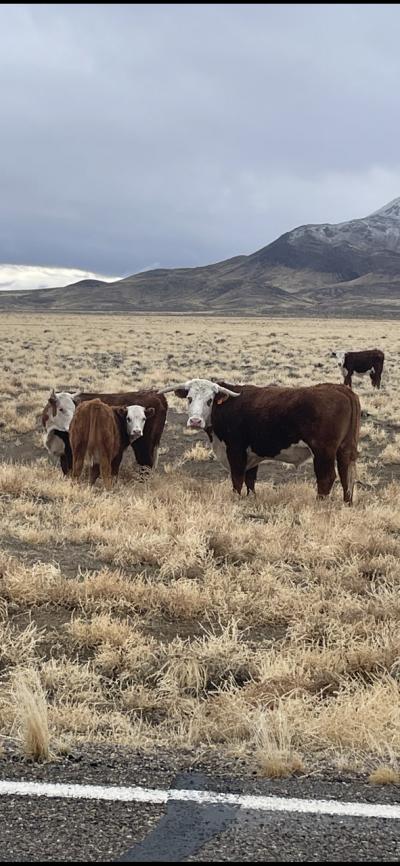 帰任前旅行　ネバダ編　3/2