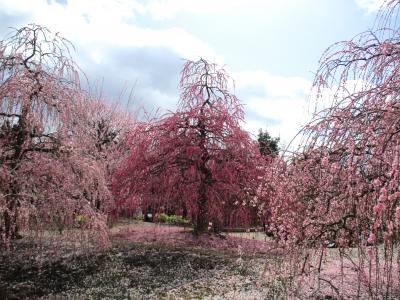 春分の梅林を見に三重へ②