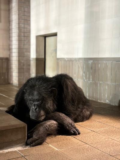 山陰から山陽まで横断してきた・後篇(北条鉄道・王子動物園)