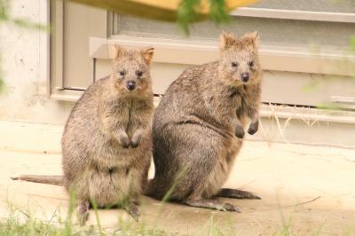 Zooミーティング目当ての９月の埼玉こども動物自然公園（後編）コツメカワウソ一家の食事風景や仲良しクオッカ～キボシイワハイラックスの赤ちゃん