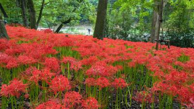 念願の巾着田　曼珠沙華