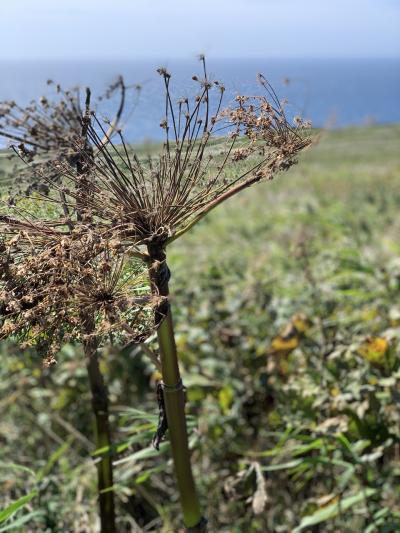 最北端の礼文島へひとり旅②桃岩展望台コーストレッキングとサイクリング