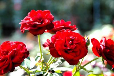 10月の東京:秋バラ咲き始めた神代植物公園ゆらり、お昼は深大寺名物のお蕎麦