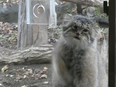 上野駅より２　マヌルネコと猫ちゃんパフォーマンスの「那須動物王国」編