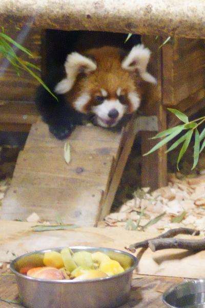レッサーパンダはかわゆい !!! 祝・赤ちゃん誕生　羽村市動物公園