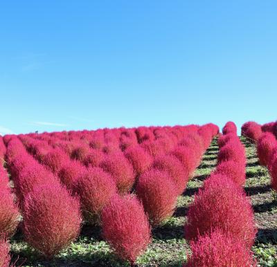 湯沢高原で絶景散歩