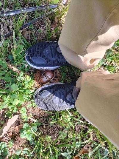 ピックランドで栗拾い、ついでにビワイチ