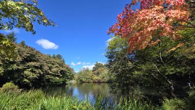2024年10月14日～2泊3日　紅葉の始まった軽井沢雲場池～小諸～佐久　アクアホテルプレミアム泊