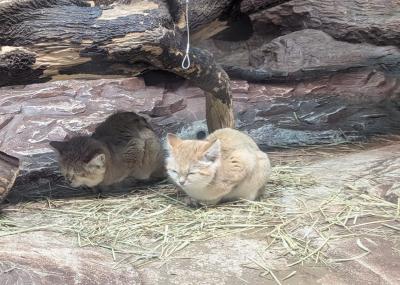 那須高原への旅①