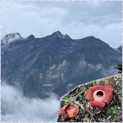 再訪のマレーシア※コタキナバル編