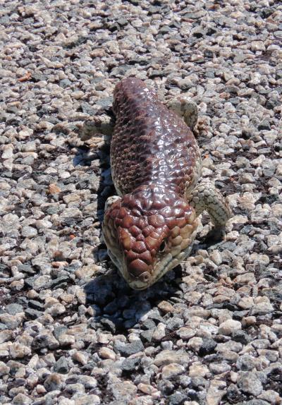 2024年、5年ぶりの西オーストラリア 7 【6日目】