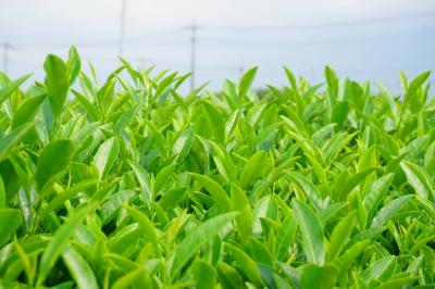 関東散歩記～2024 埼玉・入間市編～