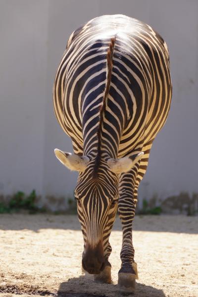 レッサーパンダはかわゆい !!! 西園閉鎖(ﾟoﾟ;　 広島市安佐動物公園