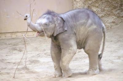 ５年ぶりの遠征は思ったより暖かった黄葉の円山動物園（５）円山動物園：初めて会うミャンマー出身のアジアゾウたち～再訪の決め手となったタオちゃん