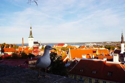 秋の北欧で絶景を旅する第七話~日帰りタリン~