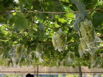 駒立ぶどう狩り＆伊賀八幡宮