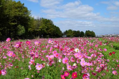 稲美町のコスモス畑はどこだ♪　～ホームページで見つけた4か所を巡る～　