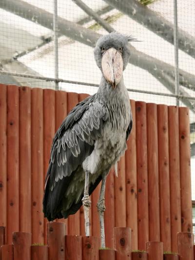 2024年　秋　掛川花鳥園　ハシビロコウふたばちゃんに逢いに行く！！　その1