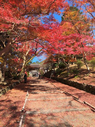 紅葉の京都(2022)