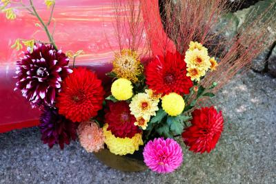 上野のダリヤと旧岩崎邸庭園