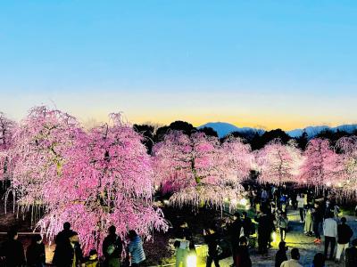 三重 いなべ梅林と鈴鹿の森